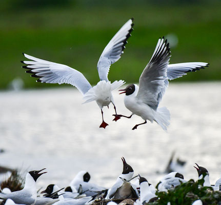 Mouette rieuse