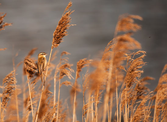 Phragmite des roseau