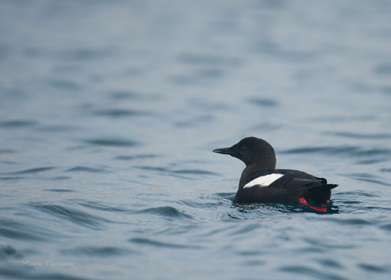 Guillemot à miroir