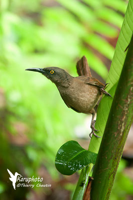 Oiseau Trembleur - Karuphoto