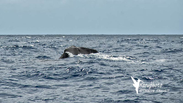 Baleine - Karuphoto