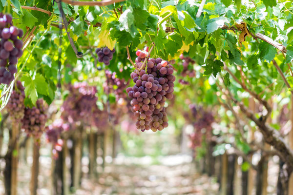 Sicily - European Best Destinations - Vineyards of Sicily Copyright Aurelio Wieser