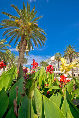 Split Riva palms and flowers vertical view, Dalmatia, Croatia by xbrchx