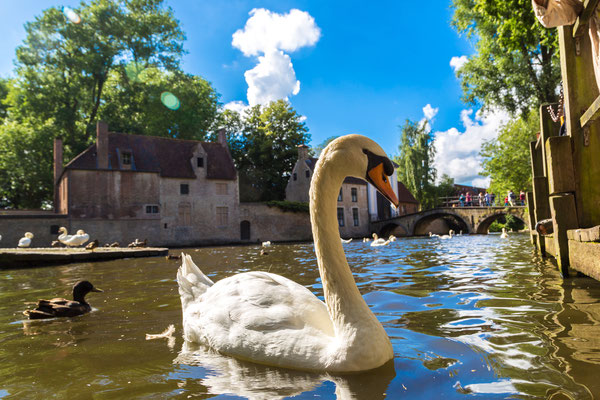 Bruges - European Best Destinations - Swan in a canal of Bruges - Copyright S-F