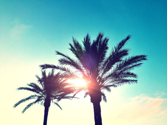 Ibiza - European Best Destinations - Palmtree in Ibiza Copyright vvvita