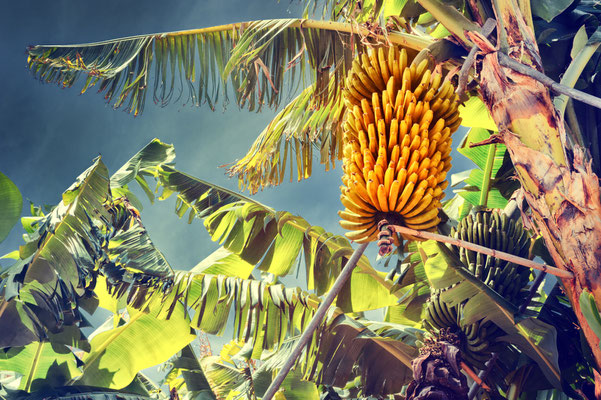 Bunch of ripe bananas on tree. Agricultural plantation at Madeira island Copyright  symbiot