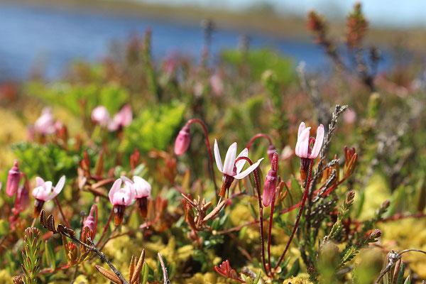 Soomaa National Park - European Destinations of Excellence - European Best Destinations - Copyright Soomaa.com