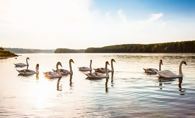 The family of swans floats on the Danube River in Novi Sad, Serbia. Copyright Aleksandar Todorovic