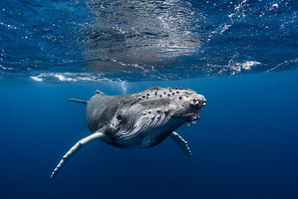 Tahiti Whales Copyright Grégory Lecoeur
