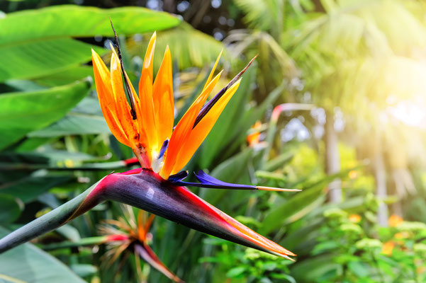 Strelitzia Reginae flower (bird of paradise flower), Madeira Islands, Portugal Ⓒ symbiot