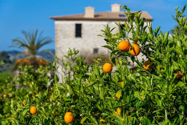 Soller - European Best Destinations copyright Frank Lambert