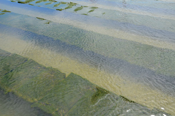 Oyster-farm-Arcachon
