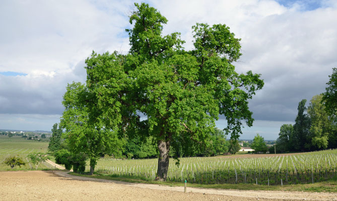 Chateau-Coutet-Saint-Emilion