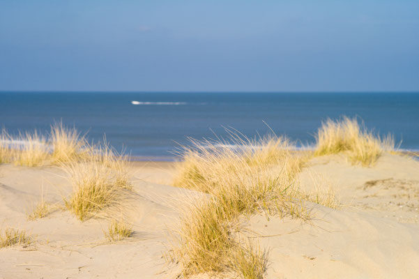 Sand Dunes, Kijkduin Beach, The Hague, The Netherlands by Lachouettephoto