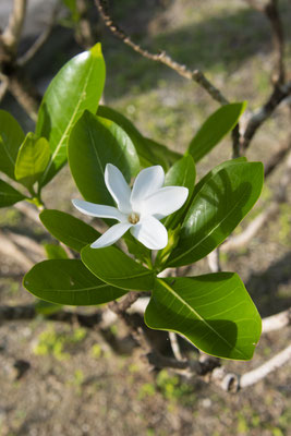 Tahiti Flower copyright   Teriitua Maoni