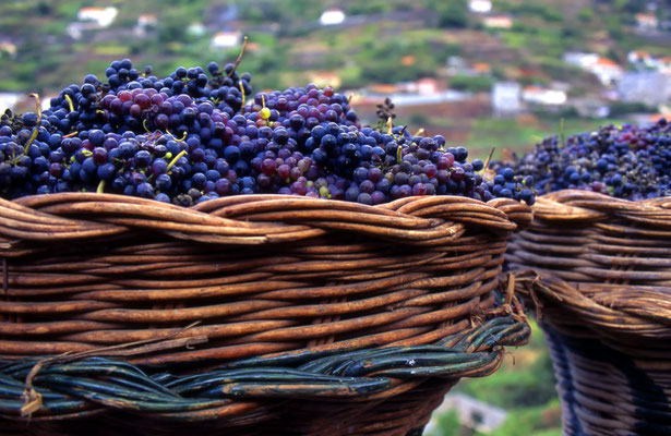 Winemaking in Madeira - Copyright paulrommer