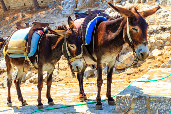 Rhodes - European Best Destinations  - Donkey Taxis in Rhodes - Copyright Sapnocte