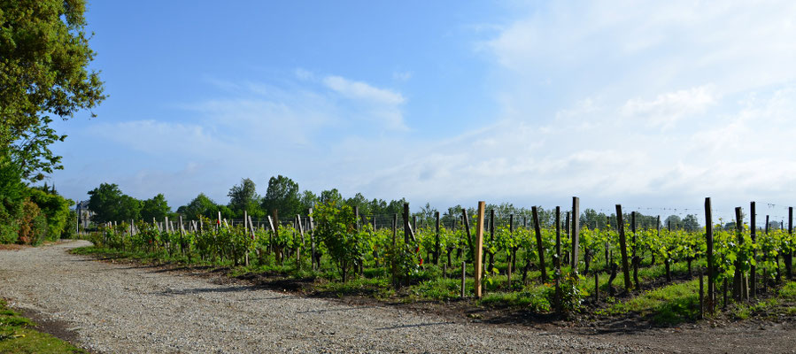 Chateau-Pape-Clement-Bordeaux ©EBD