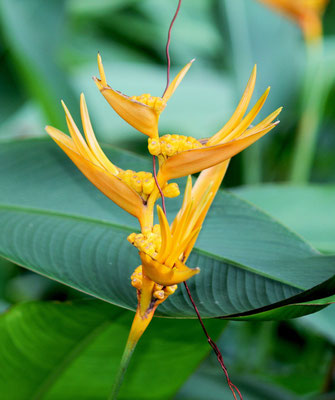 Tahiti Bird of paradise copyright Heinoa Krys