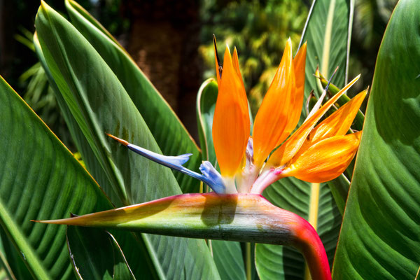 Tenerife - European Best Destinations - Bird Paradise Flower in Tenerife - Copyright Olena Tur