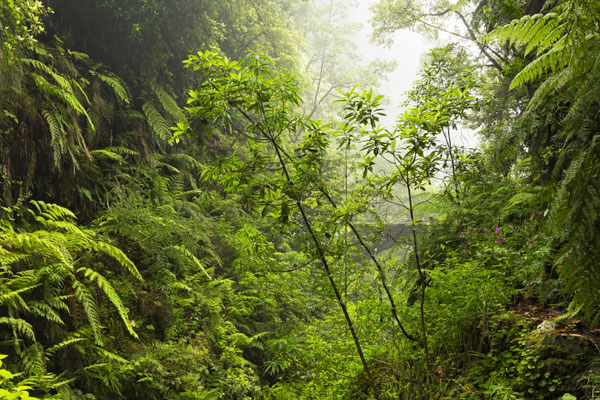 Caldeirao Verde, Madeira, Portugal