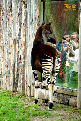 Zoo Wroclaw - Copyright Zoo.wroclaw.pl  - European Best Destinations