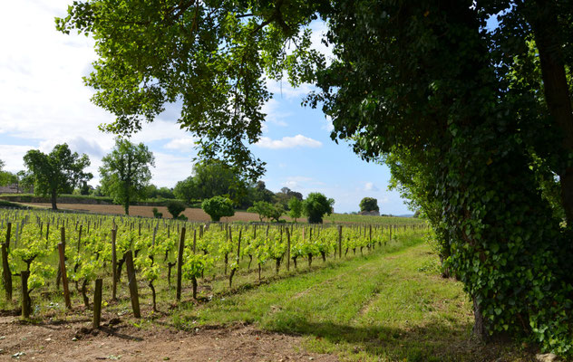 Chateau-Coutet-Saint-Emilion