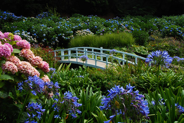 Trebah Garden copyright Alexander Jung
