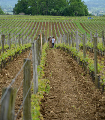 Château-Troplong-Mondot