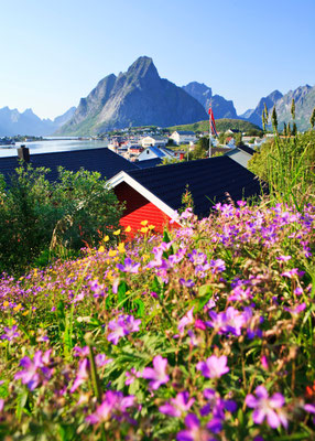 Lofoten Reine Flower copyright Claudia Norberg-Schulz