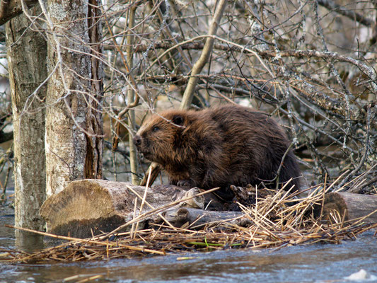 Soomaa National Park - European Destinations of Excellence - European Best Destinations - Copyright Soomaa.com