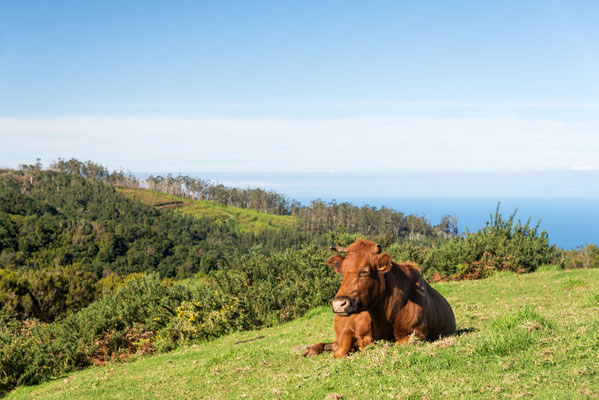 Paul da Serra, Madeira, Portugal - Copyright Michael Thaler