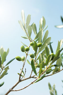 Corfu - European Best Destinations - Olive tree in Corfu Copyright Anastasia Panfilova