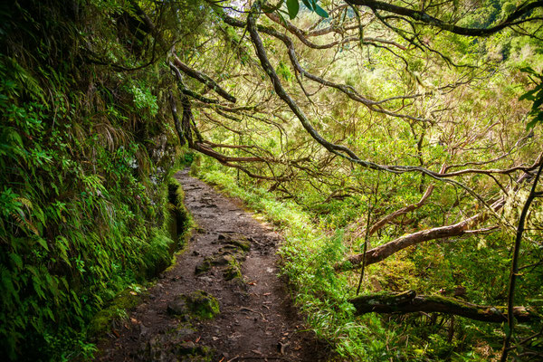 Levada Caldeirao Verde, Madeira, Portugal - Copyright Anna Lurye