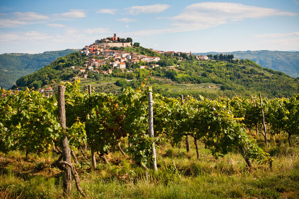 Motovun vineyard, Istria by Vera Kailova