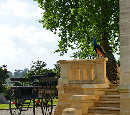 Chateau-Pape-Clement-Bordeaux ©EBD