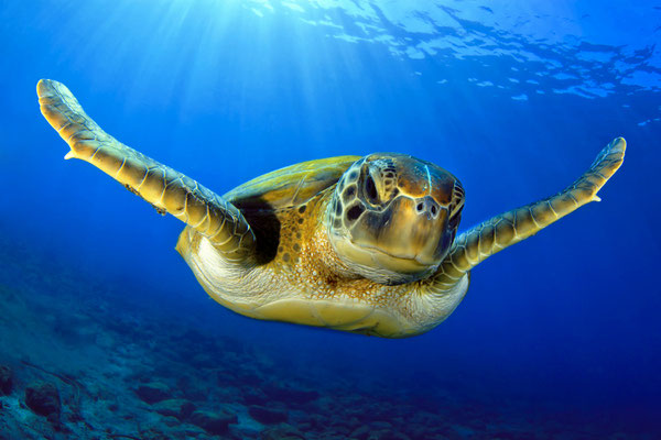 Lanzarote - European Best Destinations - Green turtle in Lanzarote Copyright David Carbo