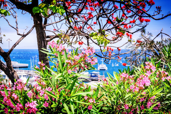 Funchal, Madeira island - Copyright symbiot