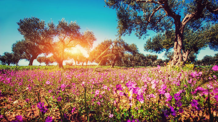 Sicily - European Best Destinations - Field of flower in Sicily Copyright  Standret