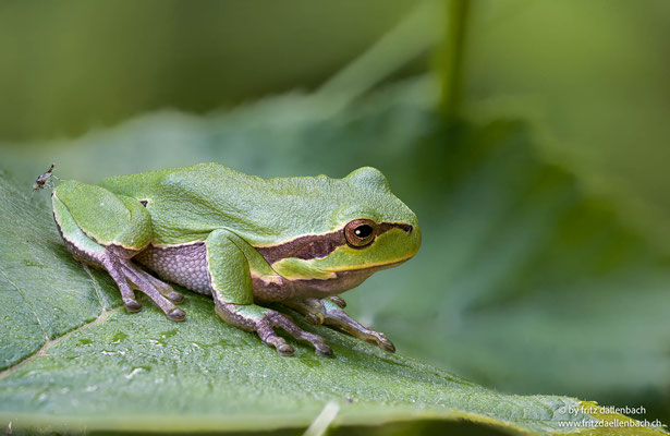 Laubfrosch, Torfmoos