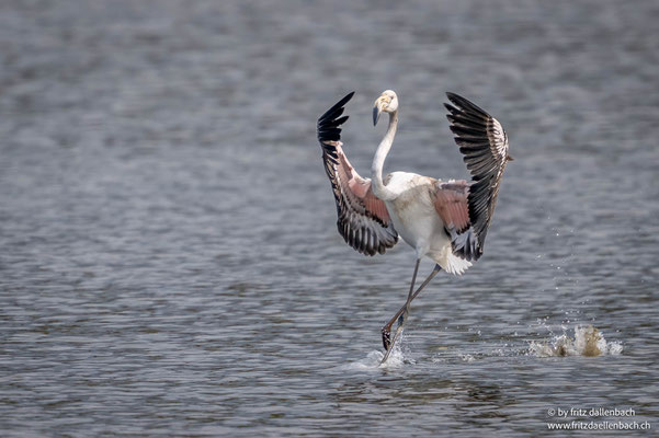 Rosaflamingo, Klingnauer Stausee