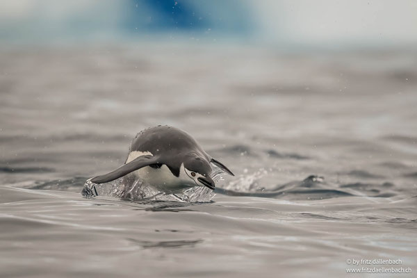 Zügelpinguin, Chierva Cove