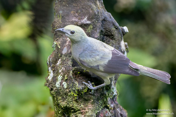 Palmentangare (Palm Tanager)