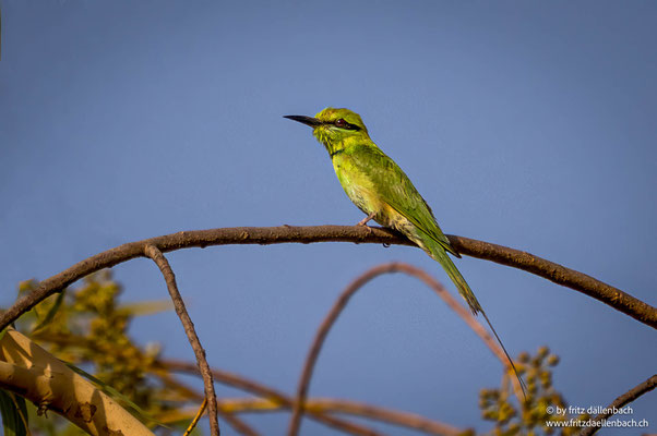 Afrikanischen Grünen Bienenfresser, Ghana