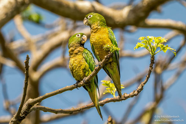 Aztekensittich (Aztec Parakeet)
