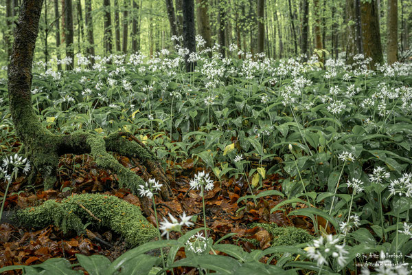 Bärlauch, Sihlwald