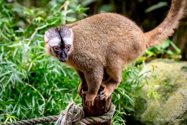 Rotstirnmaki, Masoalahalle Zoo Zürich