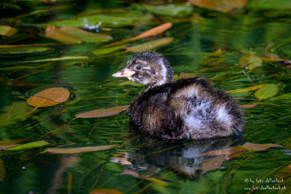 Zwergtaucher juv., Kaltbrunnerried