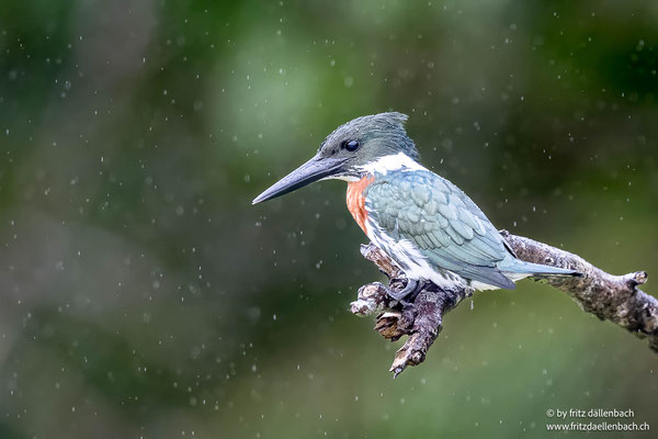 Amazonasfischer (Amazon Kingfisher)