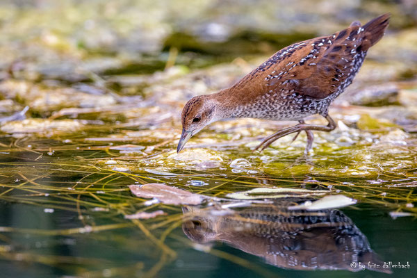 Zwergsumpfhuhn, Kaltbrunner Ried